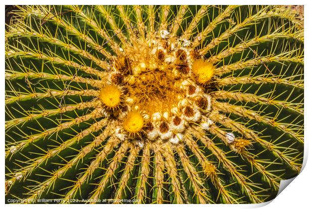 Yellow Blossoms Golden Barrel Cactus Blooming Macro Print by William Perry