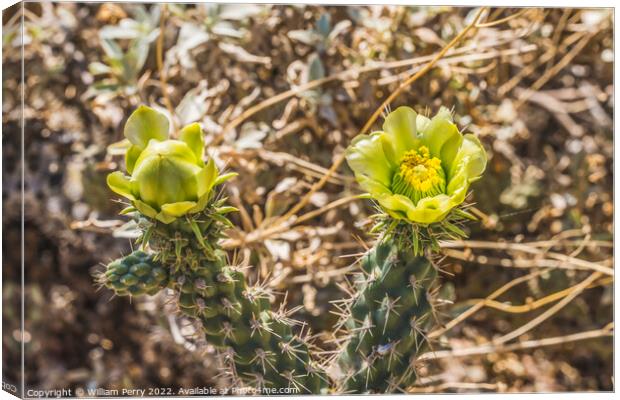 Yellow Blossoms California Cholla Cactus Blooming Macro Canvas Print by William Perry
