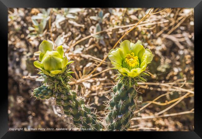 Yellow Blossoms California Cholla Cactus Blooming Macro Framed Print by William Perry