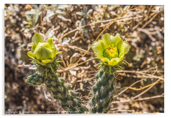 Yellow Blossoms California Cholla Cactus Blooming Macro Acrylic by William Perry