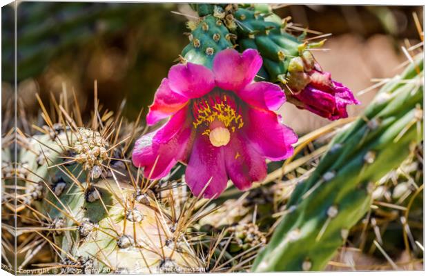 Pink Blossoms Cane Cholla Cactus  Canvas Print by William Perry