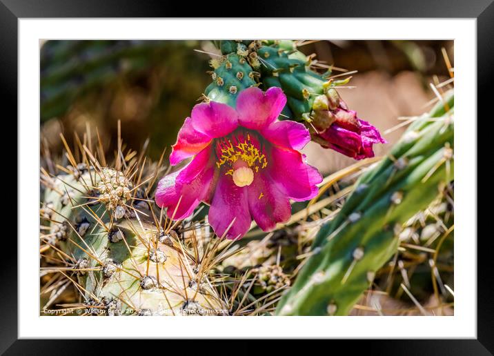 Pink Blossoms Cane Cholla Cactus  Framed Mounted Print by William Perry
