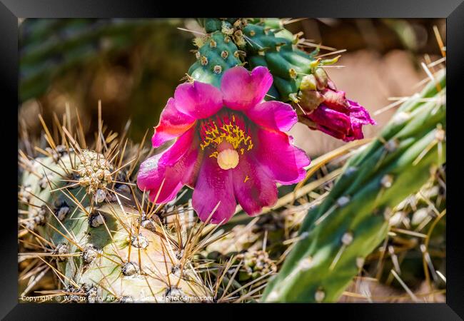 Pink Blossoms Cane Cholla Cactus  Framed Print by William Perry