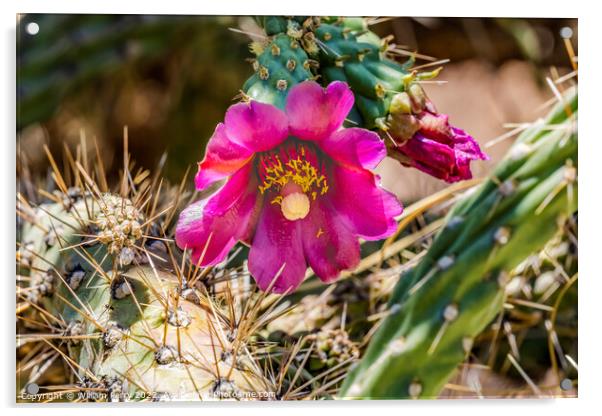 Pink Blossoms Cane Cholla Cactus  Acrylic by William Perry