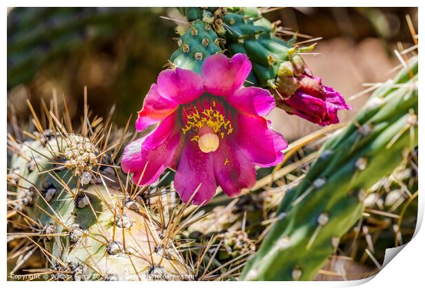 Pink Blossoms Cane Cholla Cactus  Print by William Perry