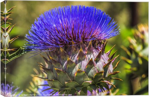 Blue Cardoon Thistle Blooming Macro Canvas Print by William Perry