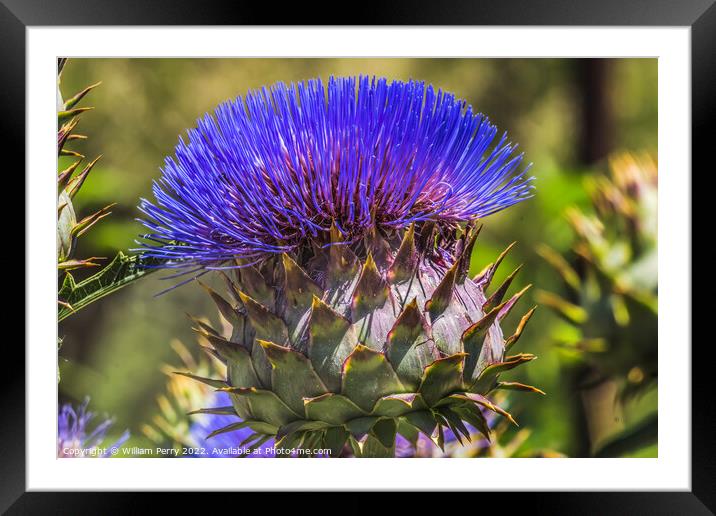 Blue Cardoon Thistle Blooming Macro Framed Mounted Print by William Perry