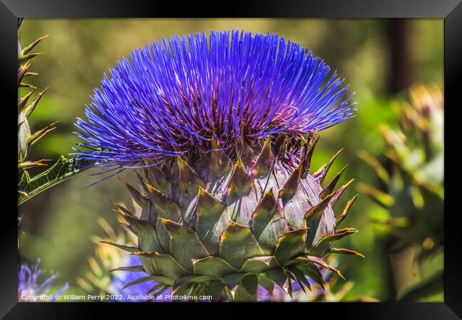 Blue Cardoon Thistle Blooming Macro Framed Print by William Perry