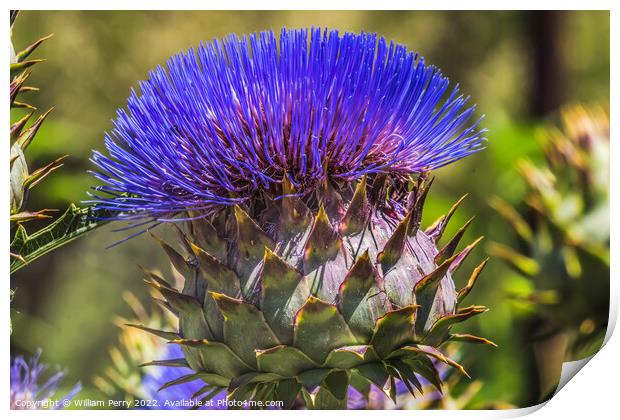 Blue Cardoon Thistle Blooming Macro Print by William Perry