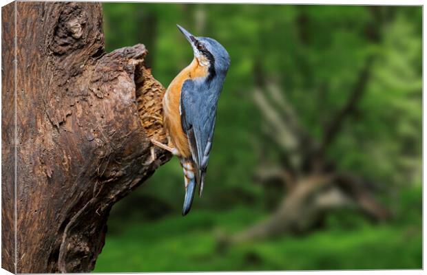 Wood Nuthatch in Forest Canvas Print by Arterra 