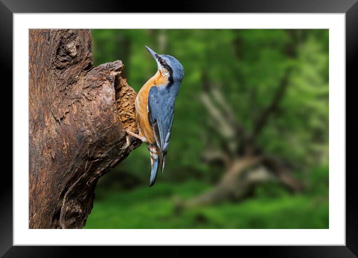 Wood Nuthatch in Forest Framed Mounted Print by Arterra 