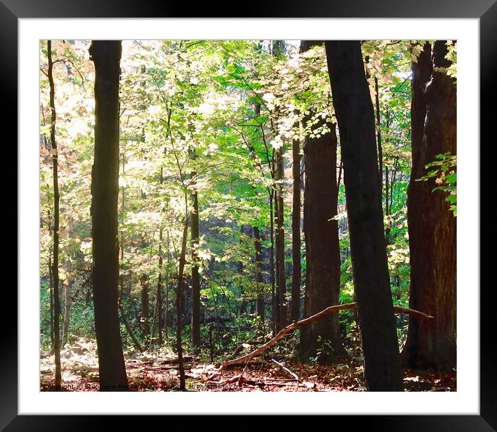 Trees Framed Mounted Print by Stephanie Moore