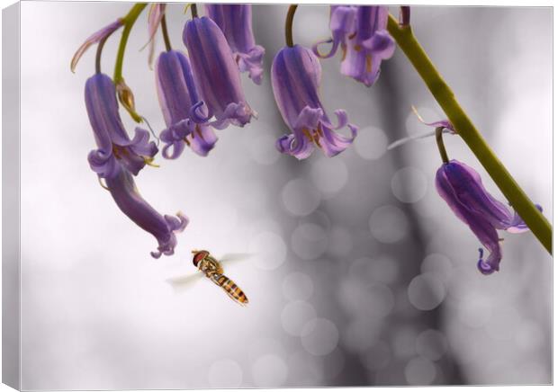 Hoverfly on Bluebell - Landscape Canvas Print by David Neighbour