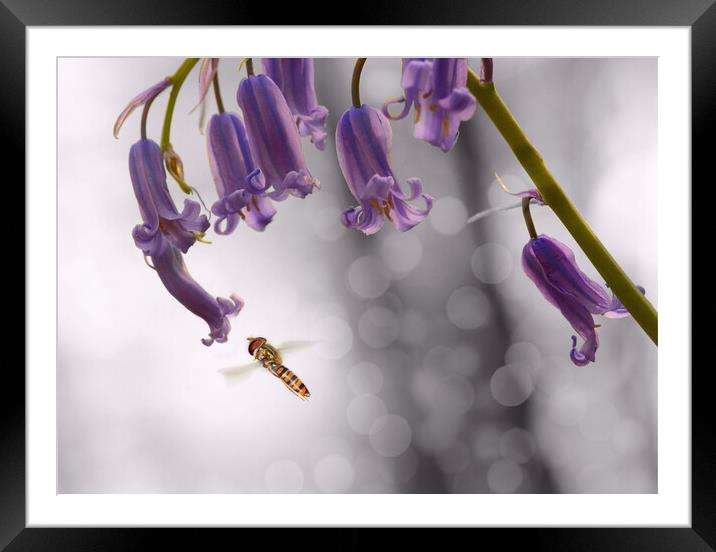 Hoverfly on Bluebell - Landscape Framed Mounted Print by David Neighbour