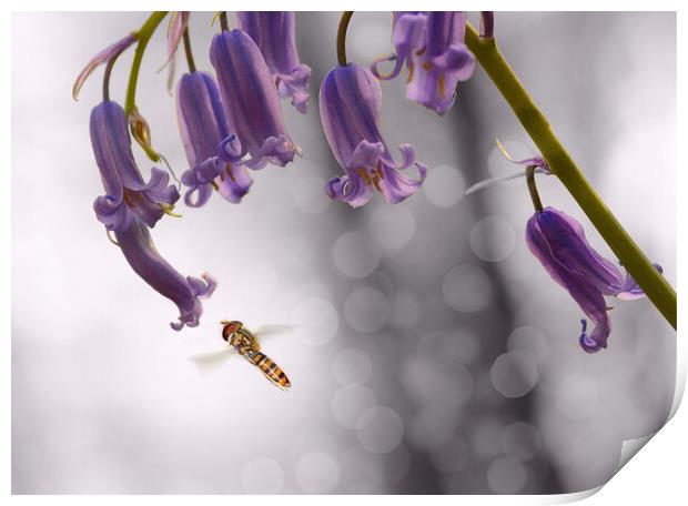 Hoverfly on Bluebell - Landscape Print by David Neighbour