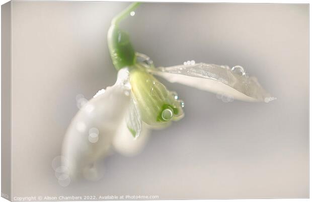 Glistening Snowdrop Canvas Print by Alison Chambers