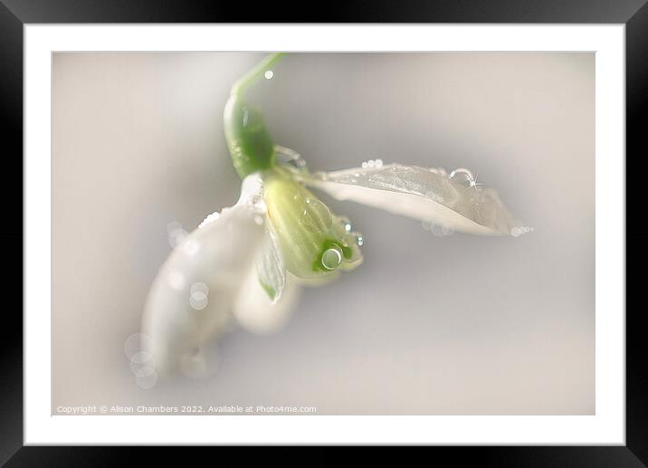 Glistening Snowdrop Framed Mounted Print by Alison Chambers