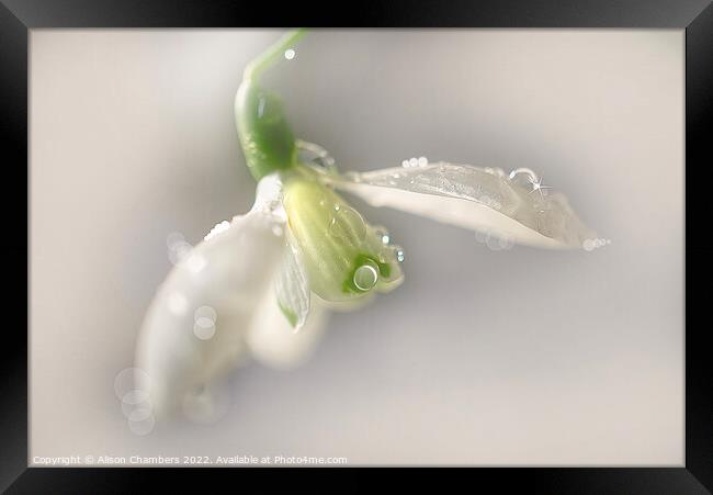 Glistening Snowdrop Framed Print by Alison Chambers