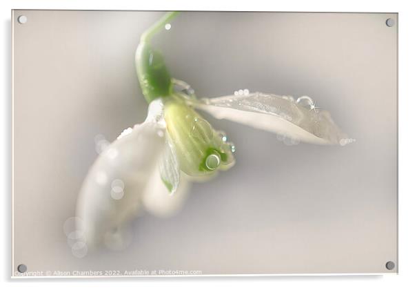 Glistening Snowdrop Acrylic by Alison Chambers