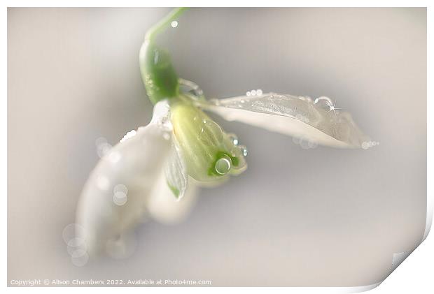 Glistening Snowdrop Print by Alison Chambers