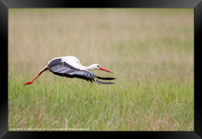 White Stork (Ciconia ciconia) Framed Print by Dirk Rüter