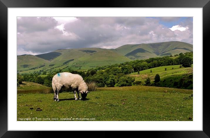 Sheep on Dent Fault Cumbria Framed Mounted Print by Tom Curtis