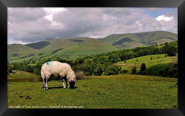 Sheep on Dent Fault Cumbria Framed Print by Tom Curtis