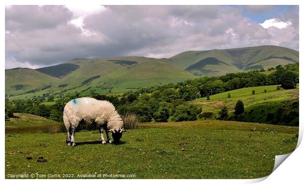 Sheep on Dent Fault Cumbria Print by Tom Curtis
