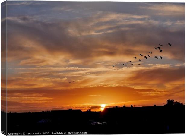 Geese at Sunset Canvas Print by Tom Curtis