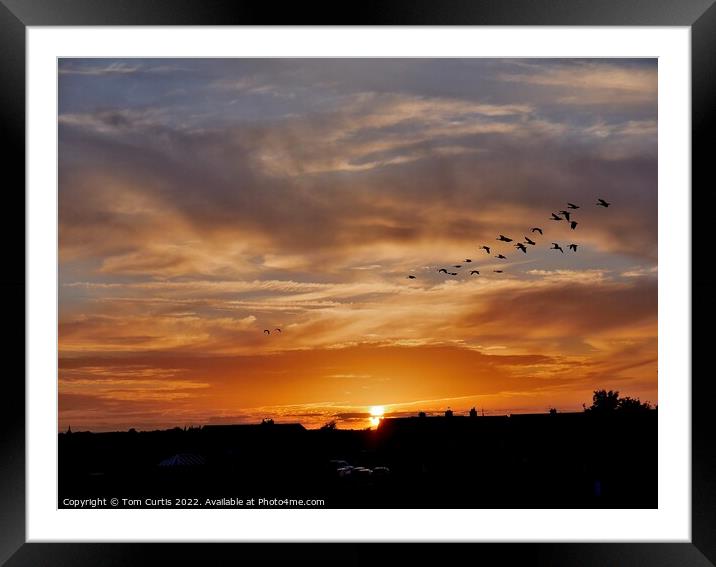 Geese at Sunset Framed Mounted Print by Tom Curtis
