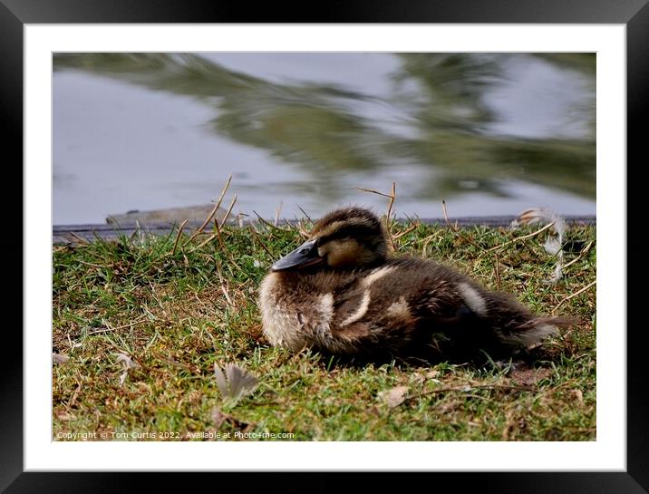 Mallard Duck Chick Framed Mounted Print by Tom Curtis
