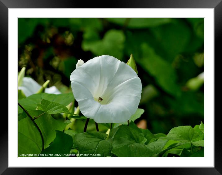 Closeup of Hedge Bindweed Framed Mounted Print by Tom Curtis