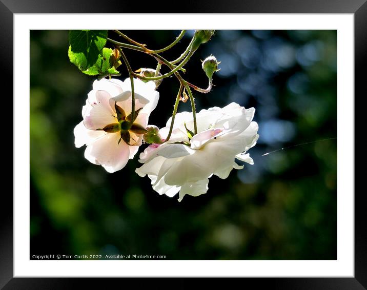 White Rose flowers hanging down Framed Mounted Print by Tom Curtis