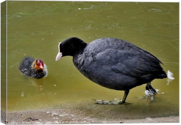Coot and Chick Canvas Print by Tom Curtis