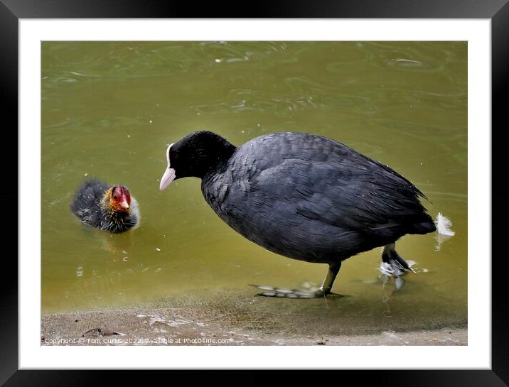 Coot and Chick Framed Mounted Print by Tom Curtis
