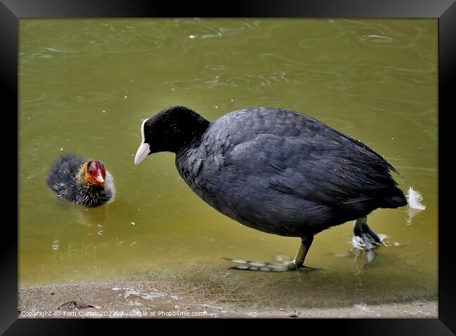 Coot and Chick Framed Print by Tom Curtis