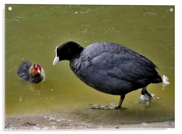 Coot and Chick Acrylic by Tom Curtis
