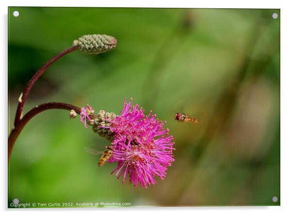 Hoverflies on Sanguisorba flower Acrylic by Tom Curtis