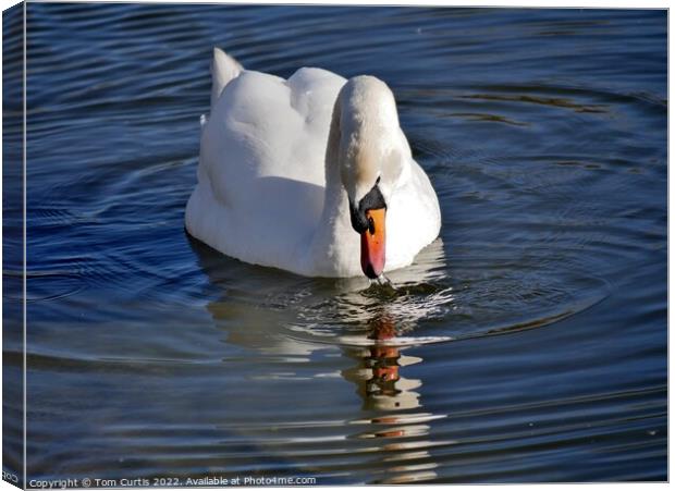 Mute Swan and Reflection Canvas Print by Tom Curtis