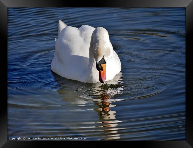 Mute Swan and Reflection Framed Print by Tom Curtis