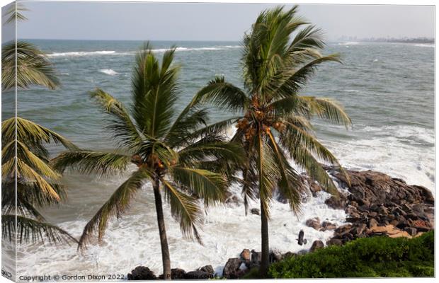 Coconut laden palms at the water's edge near Colombo, Sri Lanka Canvas Print by Gordon Dixon
