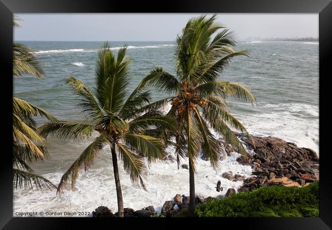Coconut laden palms at the water's edge near Colombo, Sri Lanka Framed Print by Gordon Dixon