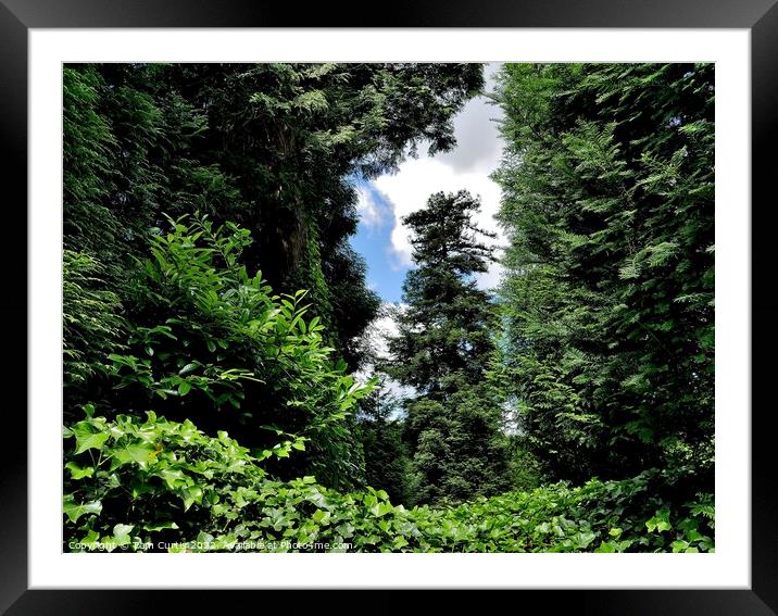 Through the Trees Framed Mounted Print by Tom Curtis