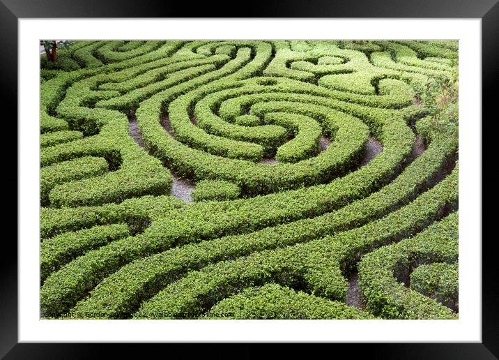 Maze formed from low hedges in a courtyard garden, Kuala Lumpur, Malaysia Framed Mounted Print by Gordon Dixon