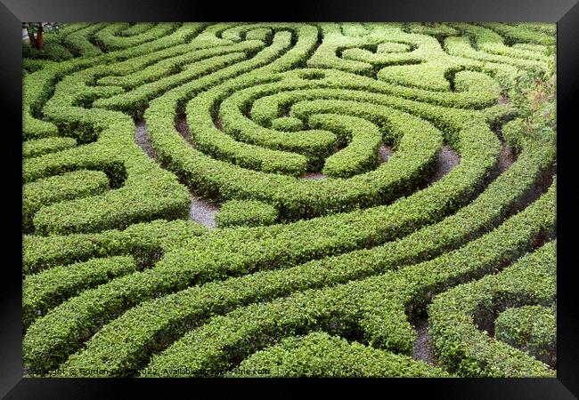 Maze formed from low hedges in a courtyard garden, Kuala Lumpur, Malaysia Framed Print by Gordon Dixon