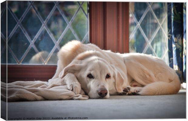 Lazy Old Labrador Days Canvas Print by Martin Day