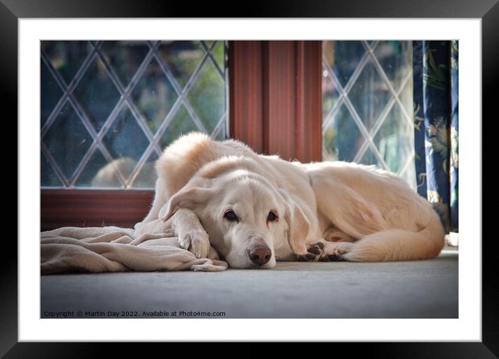 Lazy Old Labrador Days Framed Mounted Print by Martin Day