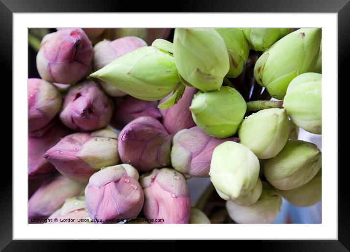Lotus flower buds for sale at a South Korean market Framed Mounted Print by Gordon Dixon