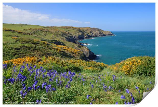 Spring Flowers on the coast path in Pembrokeshire Print by Chris Warren