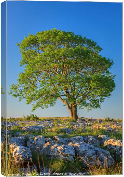 Lone tree on Gordale Scar Yorkshire Canvas Print by Chris Warren